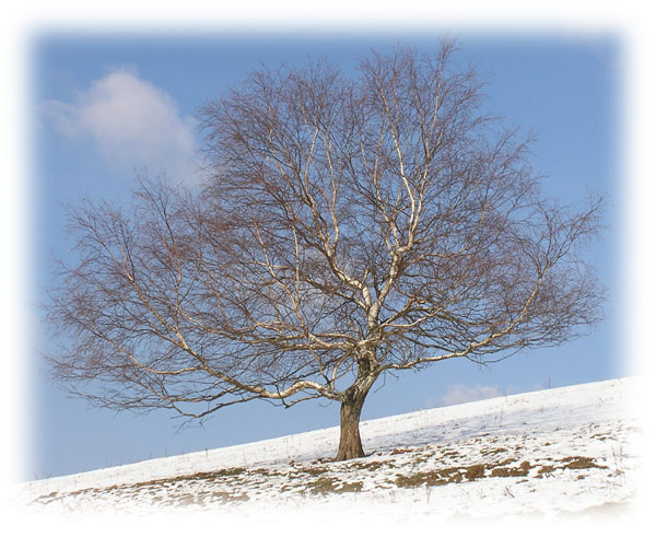 Es lebe der Baum...